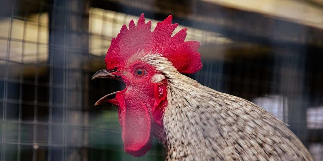 Démantèlement d’un gallodrome clandestin en Guyane