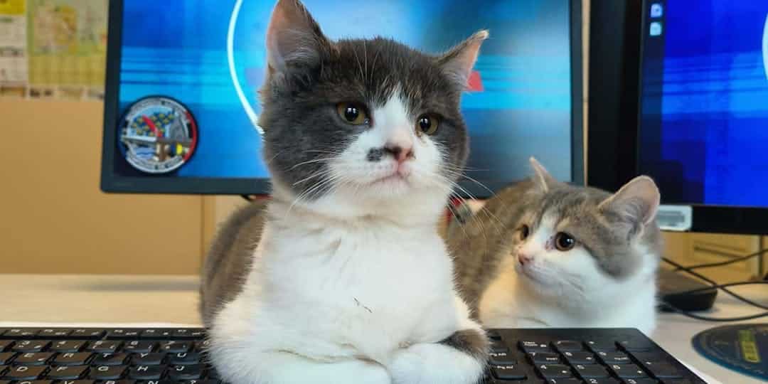 Des chatons sauvés et adoptés par des gendarmes de l’Allier