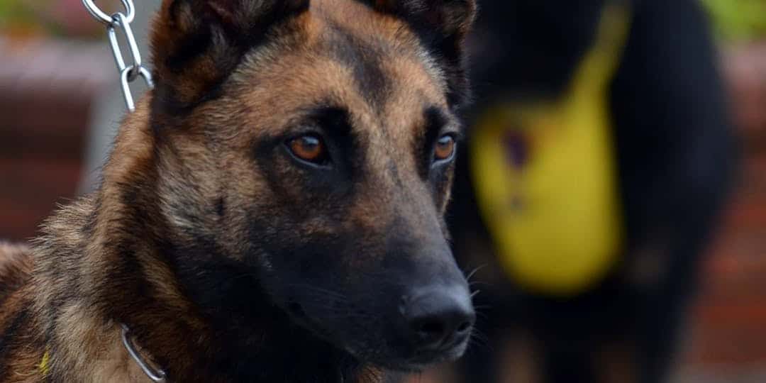 Des militaires, des policiers, et des chiens étrangers en renfort pour les JO