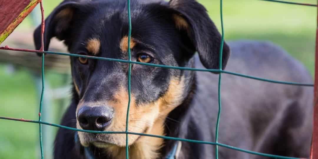 Plus de 400 animaux récupérés dans des élevages accusés de maltraitance