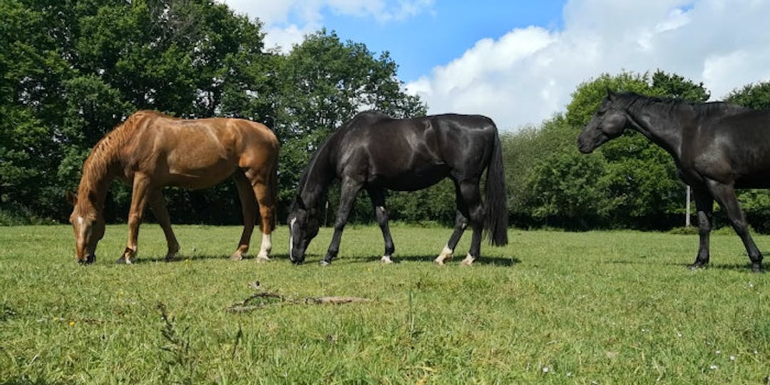 Les gendarmes sauvent un cheval, un lapin et six chiens sous alimentés