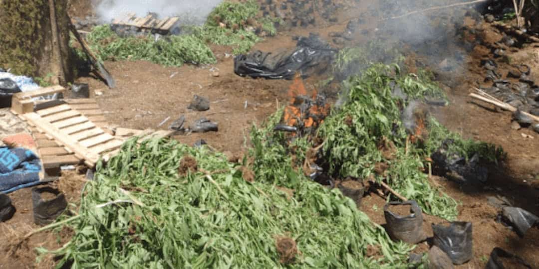 Roubaix : l’ancien gendarme volait de l’électricité à Enedis pour cultiver du cannabis