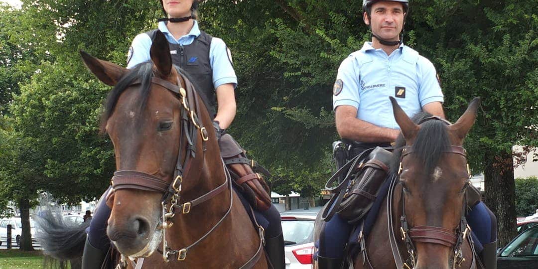 La vie choyée des chevaux de la Garde républicaine