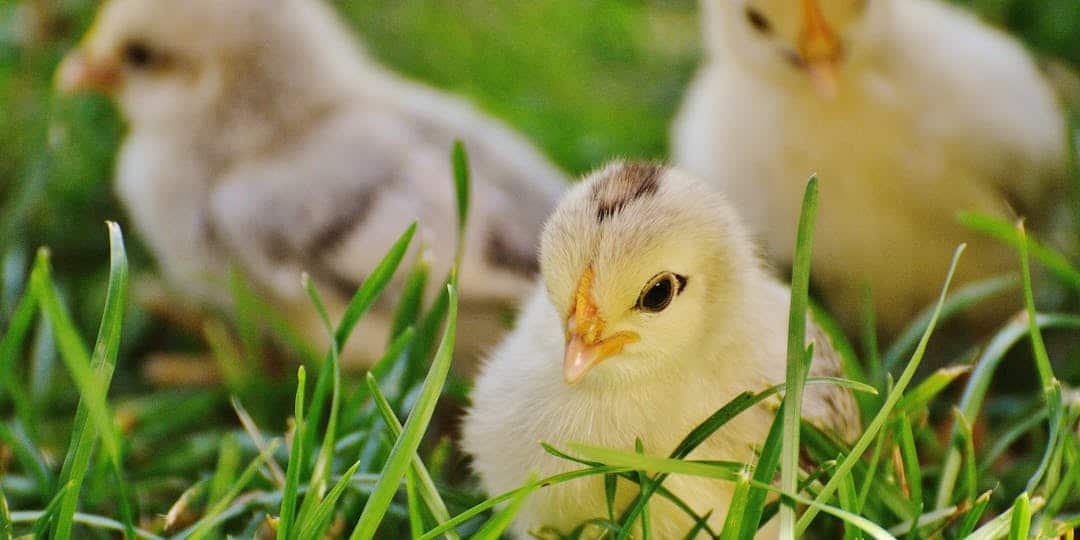 Dans le Nord, les gendarmes démantèlent un trafic d’œufs et de poussins