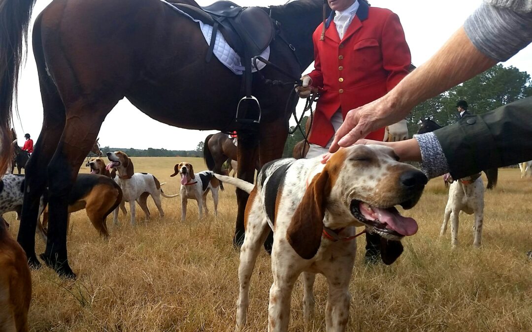 Chasse à courre: un cerf se refugie devant la gendarmerie de Senlis