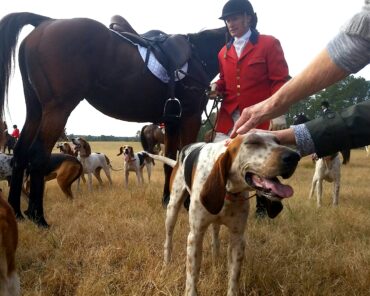 ILLUSTRATION Chasse à courre aux Etats-Unis, à Lyell's Meadow en Caroline du Nord (Photo de Jason Wolf sur Unsplash)