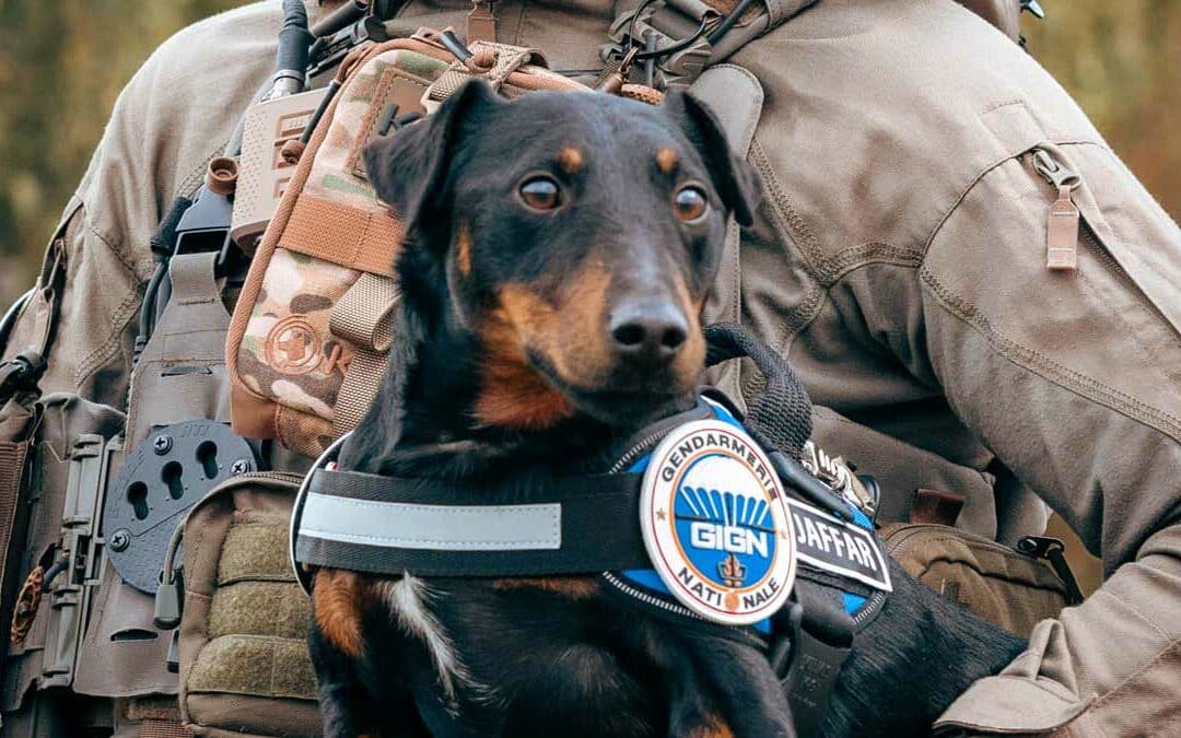 Quand des chiens abandonnés entament une seconde vie au sein de la Gendarmerie et de la Police