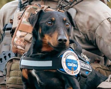 Le chien Jaffar, un jagd terrier de 4 ans récupéré par le GIGN au refuge SPA de Plaisir (Yvelines). Abandonné à sept reprises, il est la mascotte du GIGN où il sera employé à la recherche d’explosifs, principalement sur des missions au profit du Président de la République. (Photo: Deborah D. / Instagram deb_aux_cliches)