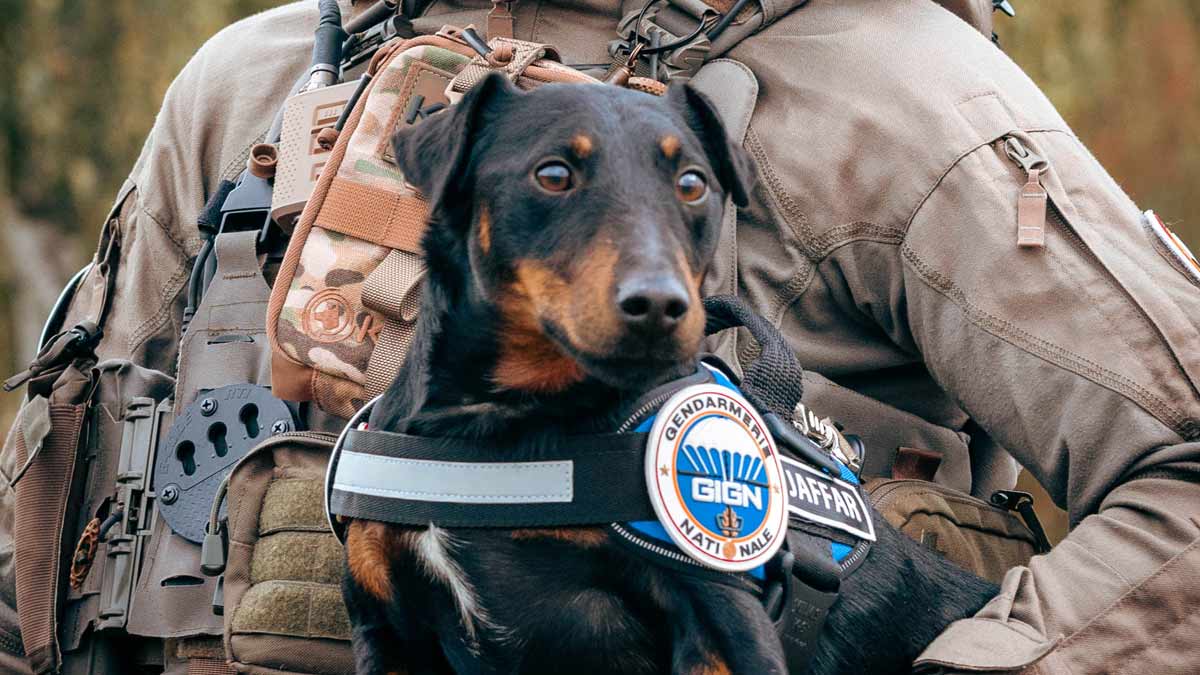 <i class='fa fa-lock' aria-hidden='true'></i> Quand des chiens abandonnés entament une seconde vie au sein de la Gendarmerie et de la Police