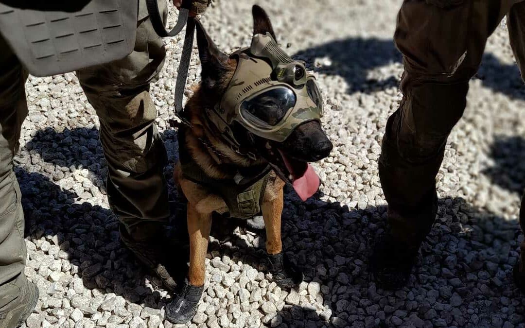 Nitrate, le chien emblématique du GIGN, quitte le service actif