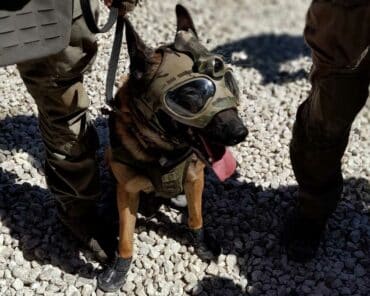 Nitrate, chien d'assaut du GIGN, lors d'une démonstration à EuroSatory en 2024. (Photo: PMG/L'Essor)