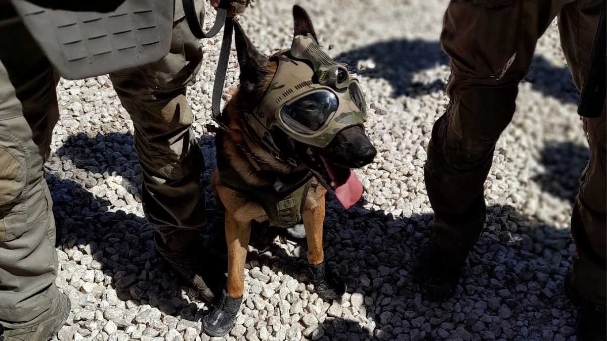 Nitrate le chien emblematique du GIGN quitte le service actif L Essor