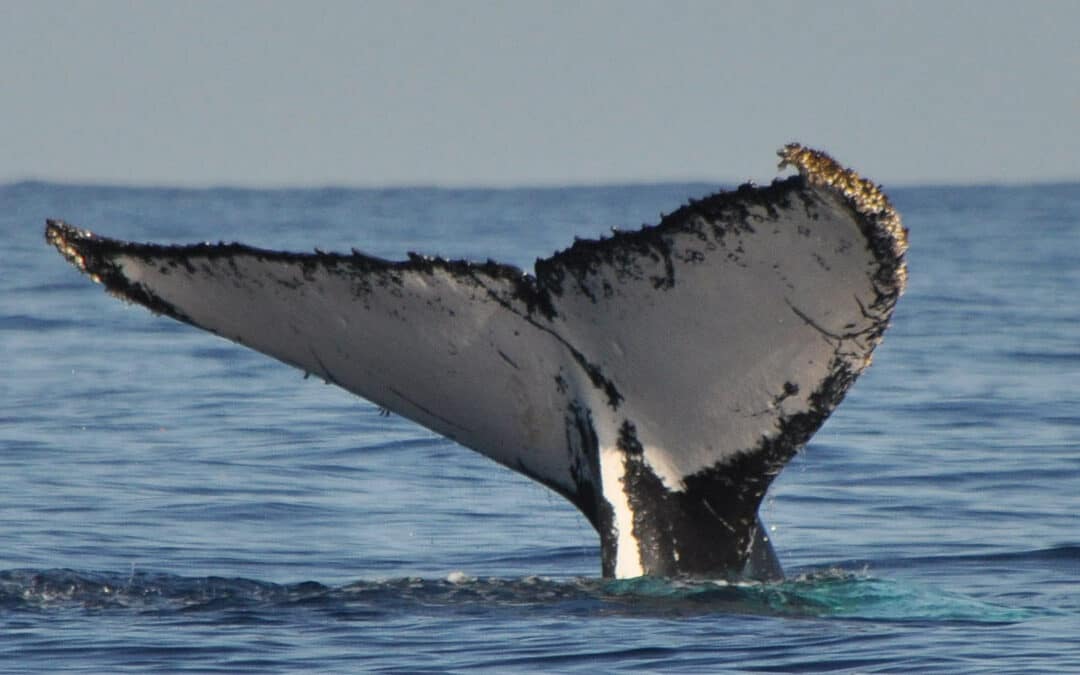 À La Réunion, gendarmes et scientifiques œuvrent à la protection des baleines 