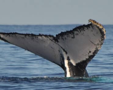 La nageoire caudale d'une baleine, photographiée au large de La Réunion où de nombreuses baleines viennent se reproduire chaque année. (Photo d'illustration: Annerun974/WikimediaCommons)