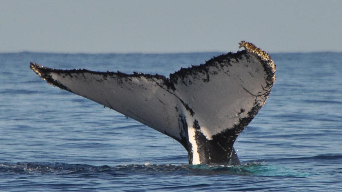 À La Réunion, gendarmes et scientifiques œuvrent à la protection des baleines 