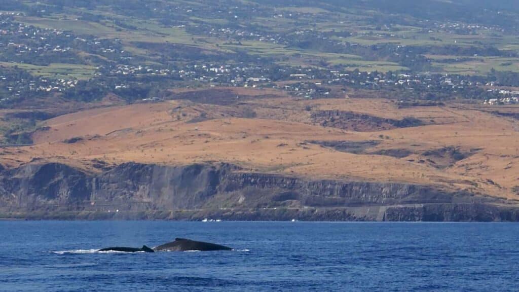 Des baleines à bosse photographiée le long des côtes de l'île de La Réunion. (Photo d'illustration: B.Navez /WikimediaCommons)