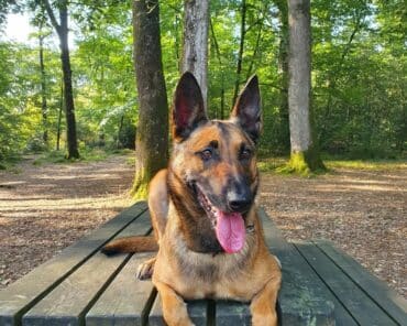 Maya, e berger malinois du PSIG de Fontenay-le-Comte s'était déjà distingué en octobre 2023 (photo Gendarmerie de Vendée)