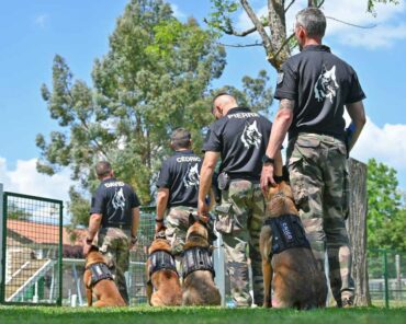 Des dresseurs-instructeurs sur Centre national d'instruction cynophile de la Gendarmerie (CNICG) de Gramat, s'apprêtent à réaliser une démonstration de dressage avec leurs chiens. (Photo: L.Picard / L'Essor)