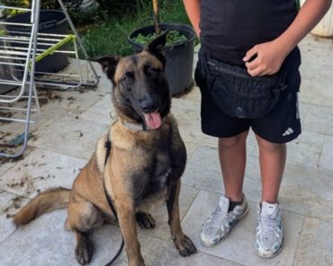 Le chien Scar, berger belge malinois du GIC de Borgo, a sauvé un garçon de 11 ans. (photo: Gendarmerie de Corse)