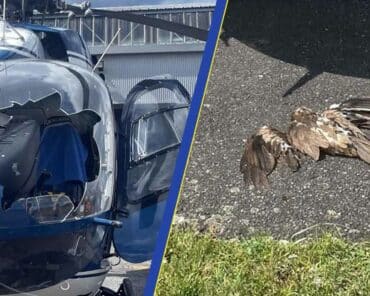Sous la violence du choc, la vitre avant de l'hélicoptère a explosé, alors que l'équipage partaient en intervention pour une mission de secours. (Photos: Gendarmerie des Hautes-Pyrénées - assemblage L'Essor)