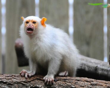 Un ouistiti argenté. (Photo d'illustration: F. WOUTERS/CC2.0)