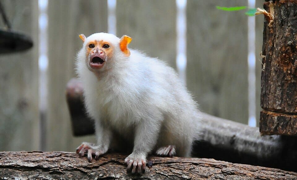 Strasbourg : 12 ouistitis disparaissent lors d’un cambriolage au centre de primatologie Strasbourg : 12 ouistitis disparaissent lors d’un cambriolage au centre de primatologie