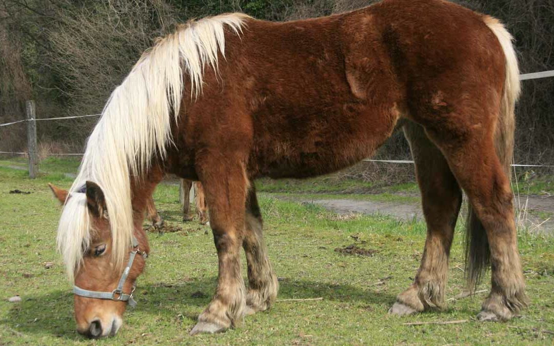 Trafic de chevaux de trait: sept interpellations en France et en Roumanie
