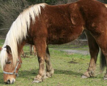 Historiquement exploités dans le milieu agricole, les chevaux de trait comtois, originaires de Franche-Comté, sont particulièrement connus pour leur robustesse. (Photo d'illustration: D.Noverraz)