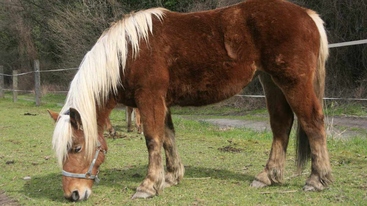 Trafic de chevaux de trait: sept interpellations en France et en Roumanie