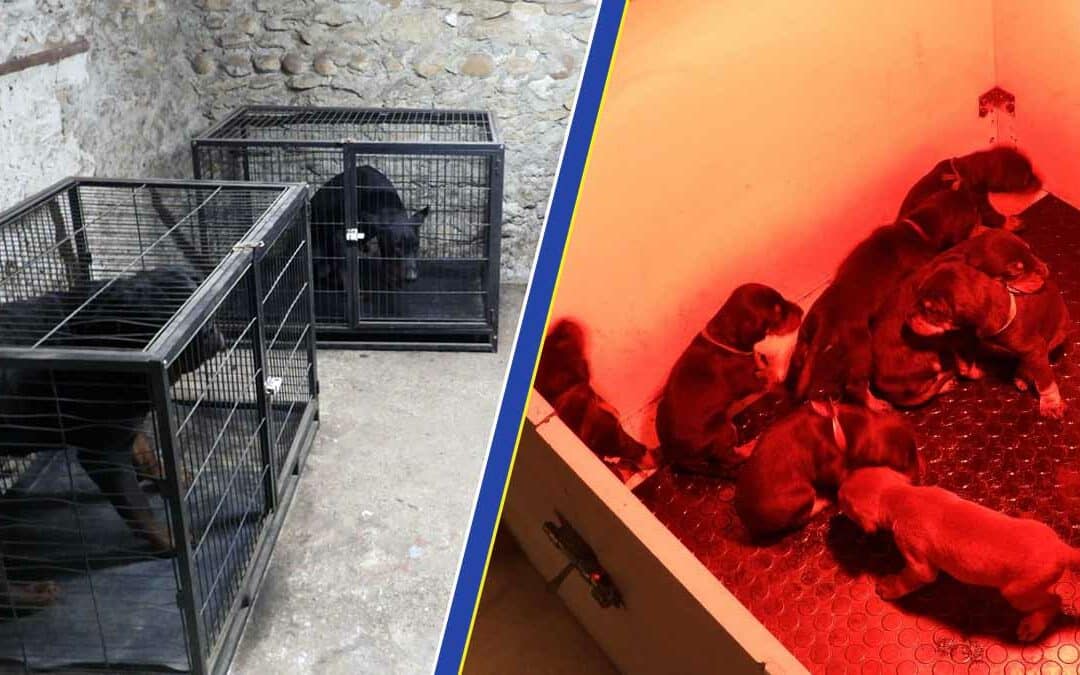 Un trafic de chiens démantelé entre la Serbie et la France