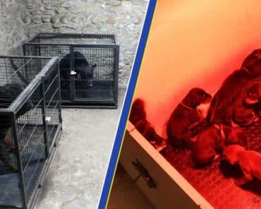 Les enquêteurs du détachement de l'Oclaesp de Lyon et des services vétérinaires ont découvert une quarantaine de chiens et de chiots lors des perquisitions. (Photos: Gendarmerie / Assemblage: L'Essor)