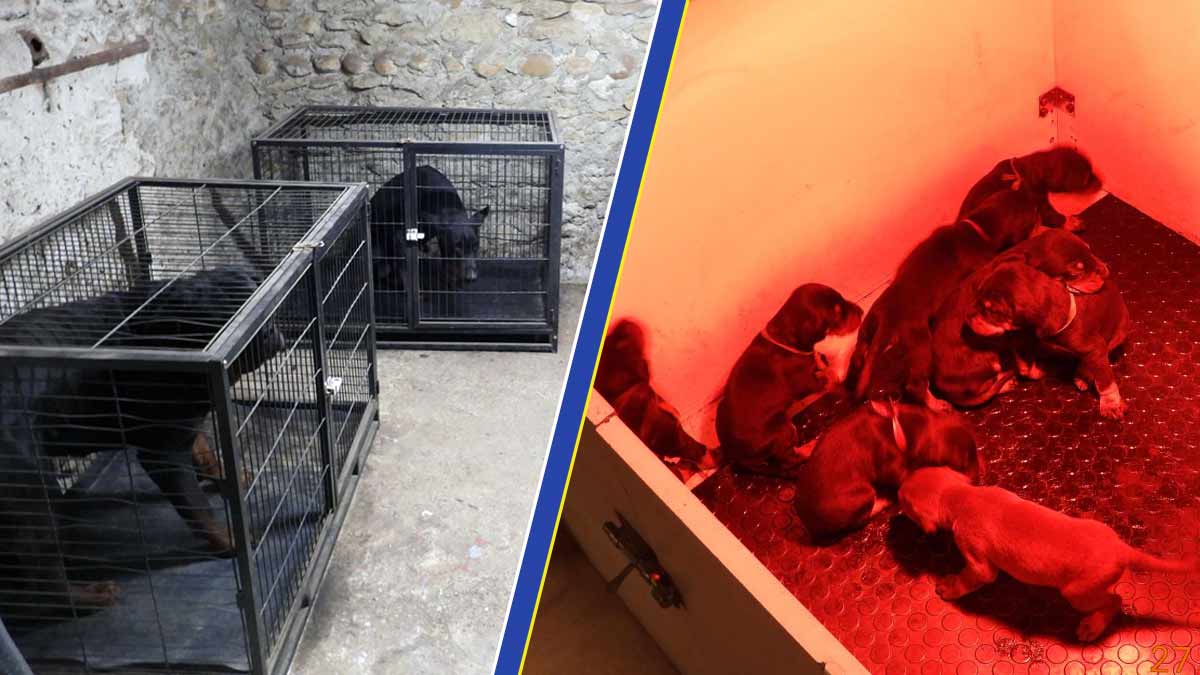 Un trafic de chiens démantelé entre la Serbie et la France Un trafic de chiens démantelé entre la Serbie et la France