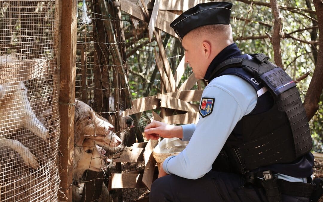 Maltraitance animale : la gendarmerie démantèle un élevage illégal dans le Var