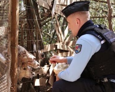 La Gendarmerie du Luc-en-Provence, accompagnée de la SPA et des services de la préfecture du Var, ont démantelé un élevage illégal d'animaux à Flassans-sur-Issole. (Photo: Gendarmerie)
