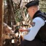 La Gendarmerie du Luc-en-Provence, accompagnée de la SPA et des services de la préfecture du Var, ont démantelé un élevage illégal d'animaux à Flassans-sur-Issole. (Photo: Gendarmerie)