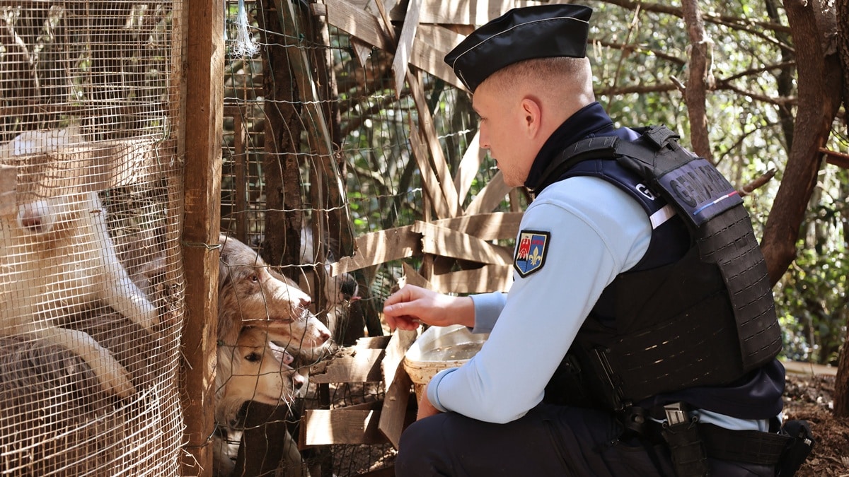Maltraitance animale : la gendarmerie démantèle un élevage illégal dans le Var Maltraitance animale : la gendarmerie démantèle un élevage illégal dans le Var
