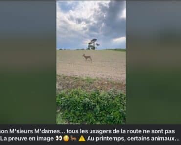 Les gendarmes de Saône-et-Loire ont diffusé la vidéo d'un cervidé au comportement erratique (Capture d'cran Facebook)