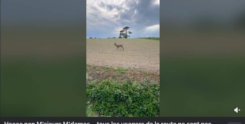 Les gendarmes de Saône-et-Loire ont diffusé la vidéo d'un cervidé au comportement erratique (Capture d'cran Facebook)