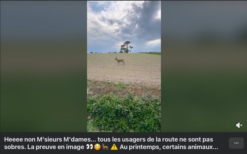 Cervidé titubant en Saône-et-Loire : les gendarmes mettent en garde contre « l&rsquo;apéro forestier » de « Bambi »