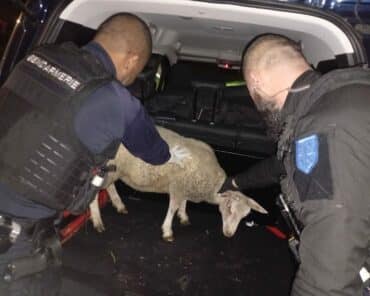 Les gendarmes du PSIG de Joigny et de la BTA de Migennes ont chargé les agneaux dans leurs véhicules d'intervention avant de les ramener à la caserne. (Ph: GGD YONNE)