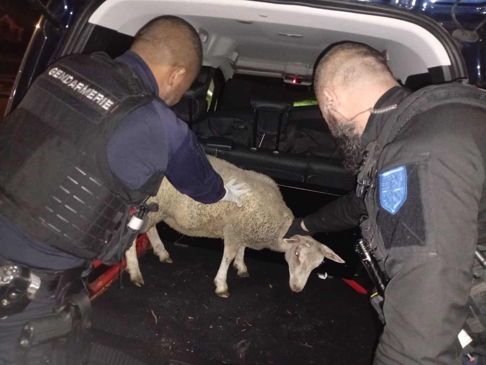 Les agneaux volés bêlent trop fort, le receleur appelle les gendarmes à l&rsquo;aide